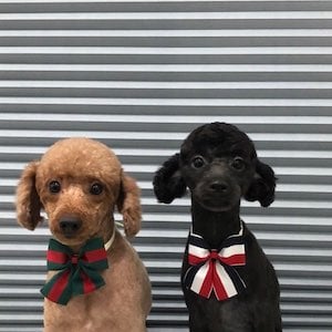 ITZYイェジの愛犬