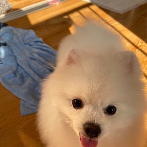 ITZYリアの愛犬